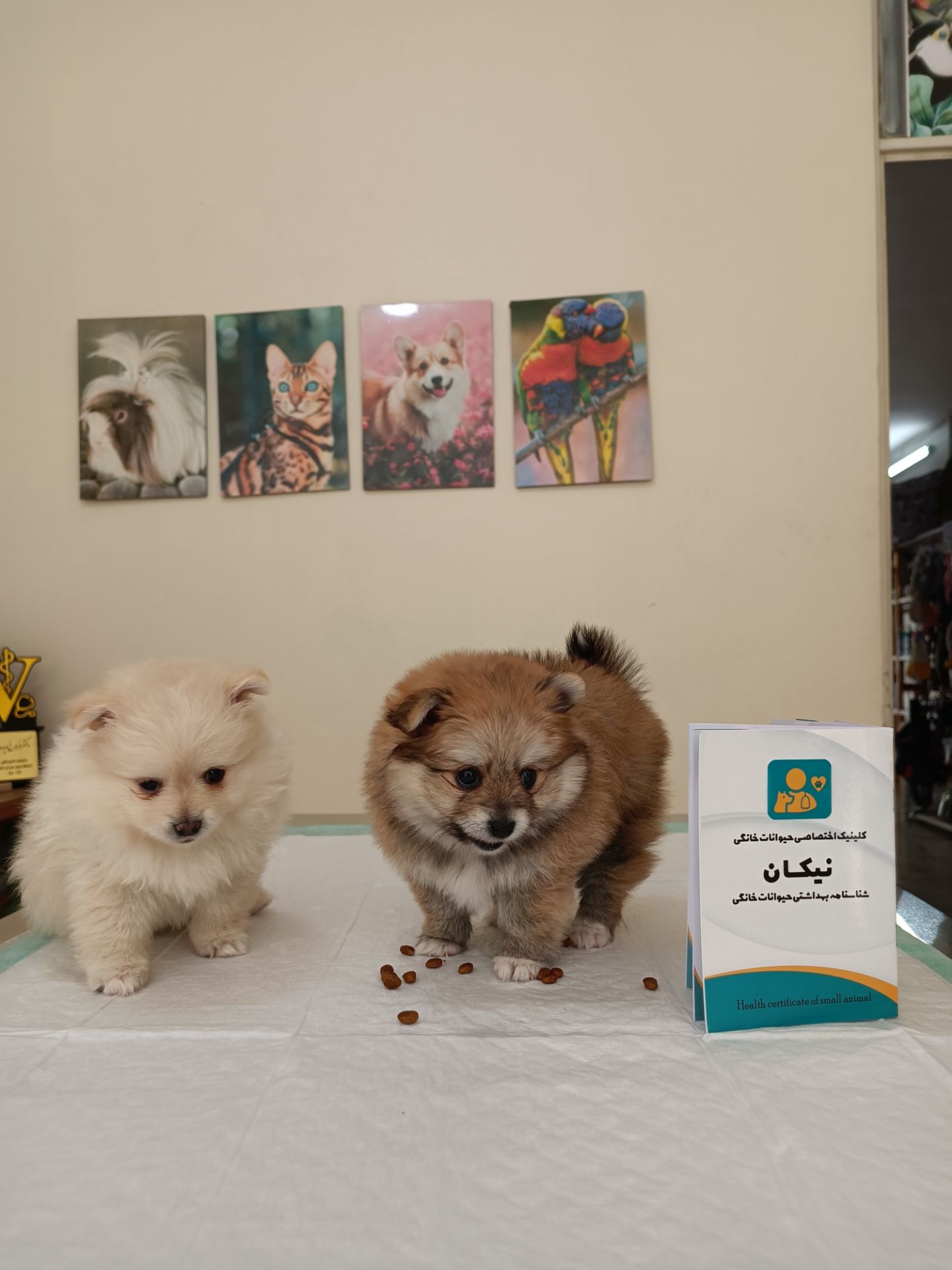 خدمات کلینیک دامپزشکی