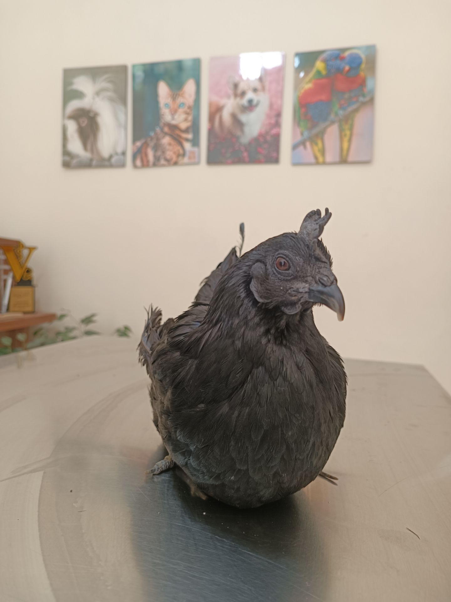 گالری مجموعه